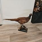 Opgezette fazant opgezet taxidermie taxidermy geprepareerd, Verzamelen, Ophalen of Verzenden, Zo goed als nieuw, Vogel, Opgezet dier