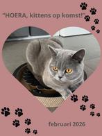 Kittens op komst britse korthaar