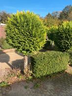 6x Bolbomen Cupressocyparis Leylandii cwg op stam +/-2m, Tuin en Terras, Planten | Bomen, 100 tot 250 cm, Zomer, Ophalen, Volle zon