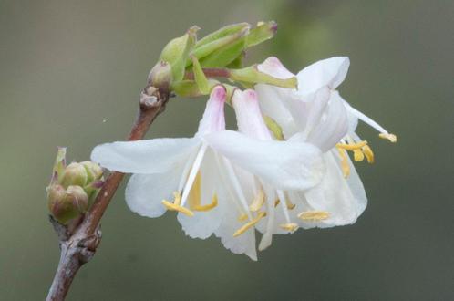Lonicera fragrantissima – Winterkamperfoelie, Bio, Tuin en Terras, Planten | Tuinplanten, Vaste plant, Overige soorten, Volle zon