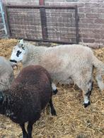 Dekram fokram, Dieren en Toebehoren, Mannelijk, Schaap