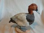 Opgezette tafeleend, Man, Ophalen of Verzenden, Gebruikt, Vogel, Opgezet dier