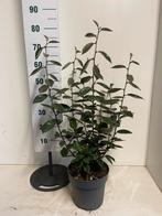 elaeagnus ebbingei c7.5 olijfwilg, Tuin en Terras, Ophalen of Verzenden, Overige soorten, Minder dan 100 cm