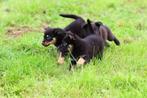 duitse herder pups / border collie pups / labrador kruising, Dieren en Toebehoren, 8 tot 15 weken, Meerdere, Meerdere dieren, Herder