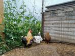 Cochin haan en kuikens te koop en kuikens kruising wyandotte, Dieren en Toebehoren, Pluimvee