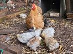 Cochin kriel kuikentjes t.k., Dieren en Toebehoren, Pluimvee, Kip