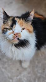 Speciaal poesje zoekt geweldig baasje, Dieren en Toebehoren, Katten en Kittens | Raskatten | Langhaar, Poes, Gechipt, 3 tot 5 jaar