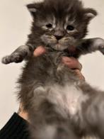 Maine coon kitten's, Meerdere dieren