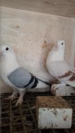 Griekse vliegmeeuwtjes, Dieren en Toebehoren, Vogels | Duiven, Mannelijk, Overige soorten