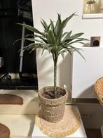 Palmiere zonder pot, Ophalen, Palm, Halfschaduw, Minder dan 100 cm