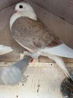 jonge doffer, Dieren en Toebehoren, Vogels | Duiven, Mannelijk, Kropper