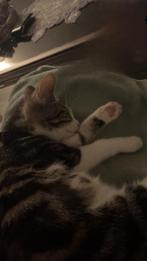 Hele schattige poesje, Dieren en Toebehoren, Katten en Kittens | Overige Katten, Poes, Kortharig, 0 tot 2 jaar