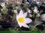 Pulsatilla vulgaris 'Alba' Wit Wildemanskruid Vasteplant, Ophalen of Verzenden, Zomer, Overige soorten
