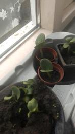 Japanse pompoen zaden zaadjes €2 voor 20 stuks ongeveer, Tuin en Terras, Ophalen of Verzenden, Voorjaar, Volle zon, Zaad