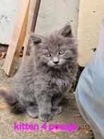 ♡   1 knappe ragdoll kitten over♡ mag gelijk mee!!!, Dieren en Toebehoren, Katten en Kittens | Raskatten | Langhaar, Meerdere dieren