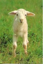 Lammetje.(ansichtkaart)., Verzenden, 1980 tot heden, Ongelopen, Overige soorten