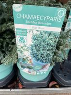 Blue moon (3 voor €15) Evergreen dwergcypresje, Tuin en Terras, Planten | Tuinplanten, Vaste plant, Bloeit niet, Halfschaduw, Ophalen