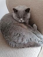 Prachtige Britskorthaar poes met stamboom.., Poes, Met stamboom, 0 tot 2 jaar