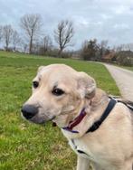 Cody zoekt baasje, Dieren en Toebehoren, Honden | Niet-rashonden, Particulier, 15 weken tot 1 jaar, Reu, Buitenland