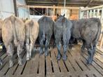 10 black angus stieren te koop, Dieren en Toebehoren, Vrouwelijk
