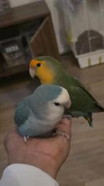 Koppel agapornis roseicolli, Dieren en Toebehoren, Vogels | Parkieten en Papegaaien, Meerdere dieren, Dwergpapegaai of Agapornis