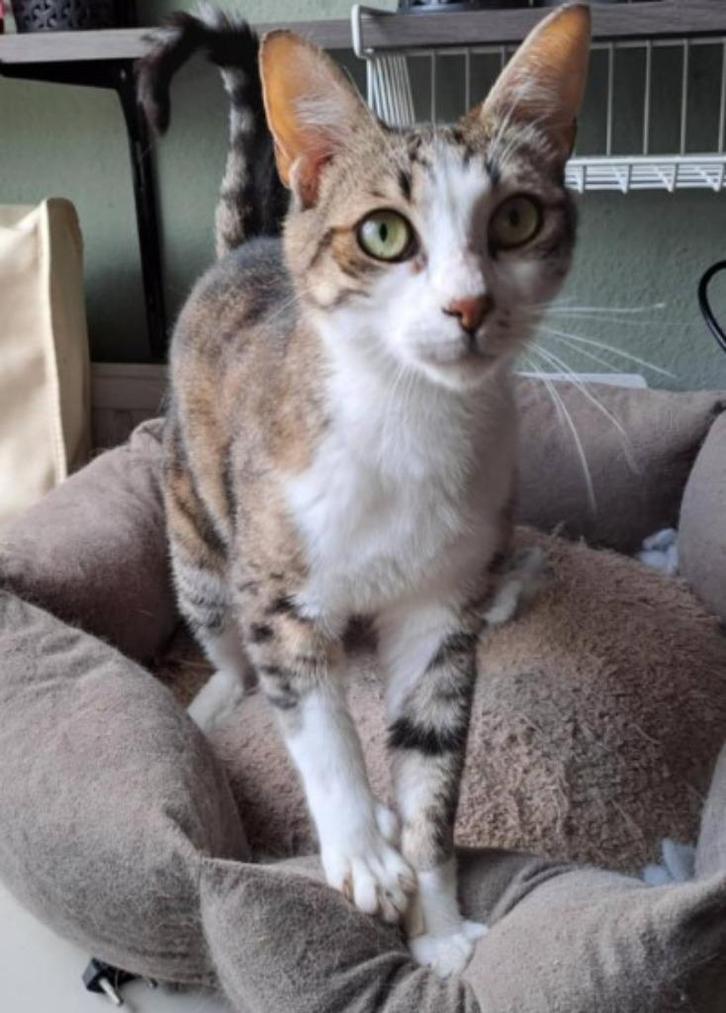 Tommy Binnenkat 2jr. Aanhankelijk/kroeler/cats/dogs, Dieren en Toebehoren, Katten en Kittens | Overige Katten, Kortharig, Kater