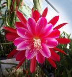cactus - Epiphyllum ATLANTIS, Ophalen of Verzenden, Cactus, Volle zon, Minder dan 100 cm