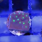 Tubinaria frag, Dieren en Toebehoren, Ophalen of Verzenden, Zo goed als nieuw, Gevuld zeewateraquarium