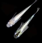 Medaka Silver Lamé - Japanse Rijstvis eitjes te koop, Dieren en Toebehoren, Vissen | Aquariumvissen, Vis