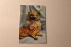 Katten Postkaart - Eurasier Pup en roodkleurig Kitten France, Verzamelen, Ansichtkaarten | Dieren, Gelopen, 1960 tot 1980, Verzenden
