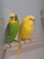 Grasparkieten, Dieren en Toebehoren, Vogels | Parkieten en Papegaaien, Meerdere dieren, Parkiet, Geringd