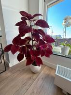 Prachtige siernetel plant met pot, Huis en Inrichting, Ophalen of Verzenden, Overige soorten, Minder dan 100 cm