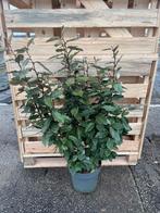 Elaeagnus ebbingei compacta olijfwilg, Ophalen of Verzenden, Overige soorten, 100 tot 250 cm