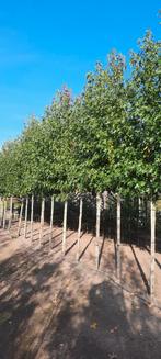 Liquidambar styraciflua Worplesdon (ook in leiboom), Tuin en Terras, Planten | Bomen, Ophalen, Bloeit niet, Overige soorten