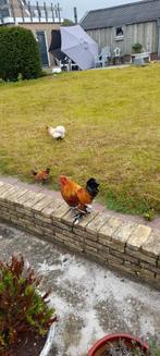 Te koop 2 haantjes en 1 vrouwtjes kip, Dieren en Toebehoren, Meerdere dieren, Kip