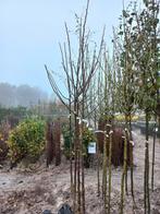Walnoot bomen - juglans regia 250-300 cm, Tuin en Terras, Planten | Bomen, Ophalen of Verzenden