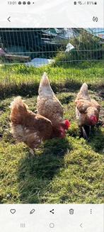 6 bruine Lohmann Leghennen + Haan, Dieren en Toebehoren, Pluimvee, Vrouwelijk, Kip