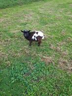 geiten, Dieren en Toebehoren, Mannelijk, Geit, 0 tot 2 jaar