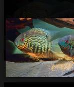 Heros notatus, Dieren en Toebehoren, Vissen | Aquariumvissen