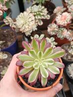 Aeonium mardi gras, Ophalen of Verzenden, Halfschaduw, Minder dan 100 cm