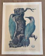 Johan Christian Sepp Fraaie ornithologische litho specht, Verzenden