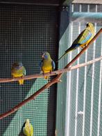 Splendid parkiet, Dieren en Toebehoren, Meerdere dieren, Parkiet