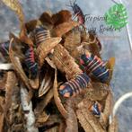 Ardentiella sp 'Ember Bee', Overige soorten