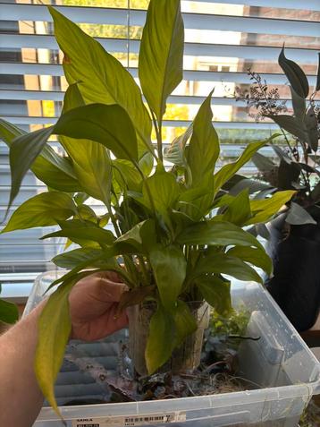 Spathiphyllum voor in het aquarium beschikbaar voor biedingen