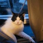 Kater en 3 poezen, Dieren en Toebehoren, Meerdere dieren