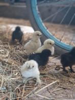 Kuikens te koop! Kruising Cochin X USA Zijdehoen, Dieren en Toebehoren, Pluimvee, Geslacht onbekend, Kip