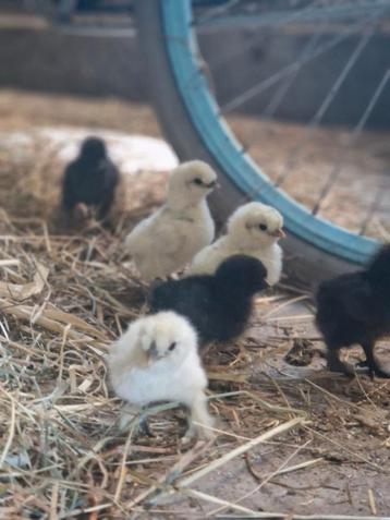 Kuikens te koop! Kruising Cochin X USA Zijdehoen beschikbaar voor biedingen