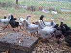Kuikens/kippen, Dieren en Toebehoren, Pluimvee, Meerdere dieren, Kip
