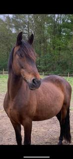 Lieve, pittige 16 jarige knuffel merrie., Dieren en Toebehoren, Paarden, Recreatiepaard, B, 11 jaar of ouder, Gechipt