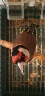 -3-Stuks-Echt parvas putters  Zuiver van 2024+ 2025.DZ.MO., Dieren en Toebehoren, Mannelijk, Wildzangvogel, Geringd